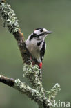 Great Spotted Woodpecker (Dendrocopos major)