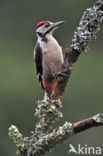 Great Spotted Woodpecker (Dendrocopos major)