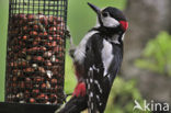 Great Spotted Woodpecker (Dendrocopos major)