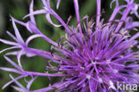 Grote centaurie (Centaurea scabiosa) 