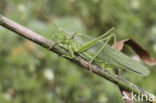 Grote groene sabelsprinkhaan (Tettigonia viridissima)