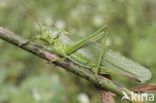 Grote groene sabelsprinkhaan (Tettigonia viridissima)