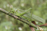 Grote groene sabelsprinkhaan (Tettigonia viridissima)