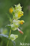 Greater Yellow-rattle (Rhinanthus angustifolius)