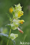 Grote ratelaar (Rhinanthus angustifolius)