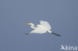 Grote Zilverreiger (Ardea alba)