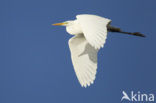 Grote Zilverreiger (Ardea alba)