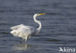 Great White Egret