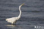 Great White Egret