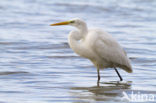 Grote zilverreiger (Casmerodius albus)