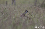 Brown Hare (Lepus europaeus)