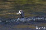 Harlekijneend (Histrionicus histrionicus)