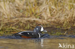 Harlekijneend (Histrionicus histrionicus)