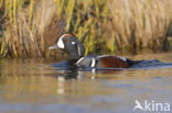 Harlequin (Histrionicus histrionicus)