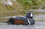 Harlekijneend (Histrionicus histrionicus)