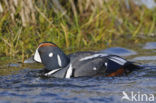 Harlekijneend (Histrionicus histrionicus)