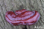 Harslakzwam (Ganoderma resinaceum)