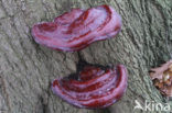 Harslakzwam (Ganoderma resinaceum)