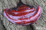 Harslakzwam (Ganoderma resinaceum)