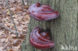 Ganoderma resinaceum