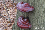 Harslakzwam (Ganoderma resinaceum)