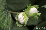 Hazelaar (Corylus avellana)