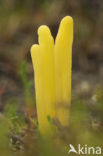 Heideknotszwam (Clavaria argillacea) 