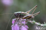 Heidesabelsprinkhaan (Metrioptera brachyptera)