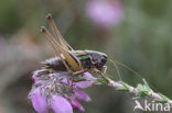 Heidesabelsprinkhaan (Metrioptera brachyptera)