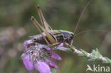 Heidesabelsprinkhaan (Metrioptera brachyptera)