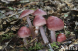 Heksenschermpje (Mycena rosea)