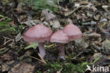 Heksenschermpje (Mycena rosea)