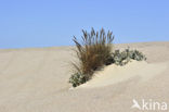 Marram (Ammophila arenaria)