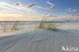 Marram (Ammophila arenaria)