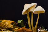 Helmmycena (Mycena galericulata)