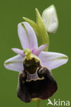 Late Spider Orchid (Ophrys holoserica