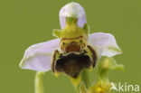 Late Spider Orchid (Ophrys holoserica