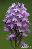 Pyramidal Orchid (Anacamptis pyramidalis)