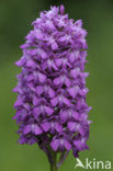 Pyramidal Orchid (Anacamptis pyramidalis)