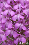 Pyramidal Orchid (Anacamptis pyramidalis)