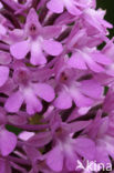 Pyramidal Orchid (Anacamptis pyramidalis)