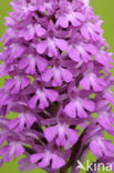 Pyramidal Orchid (Anacamptis pyramidalis)