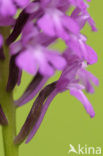 Pyramidal Orchid (Anacamptis pyramidalis)