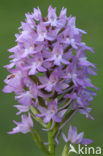 Pyramidal Orchid (Anacamptis pyramidalis)