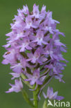 Hondskruid (Anacamptis pyramidalis) 