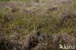 Hoogveenglanslibel (Somatochlora arctica) 