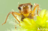 Northern Emerald (Somatochlora arctica)