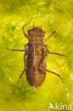 Hoogveenglanslibel (Somatochlora arctica) 