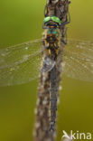 Hoogveenglanslibel (Somatochlora arctica) 