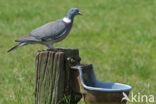 Houtduif (Columba palumbus)